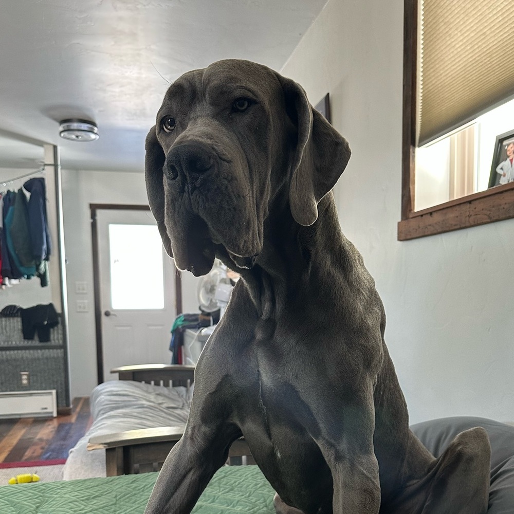 Meet your Posher, Joe